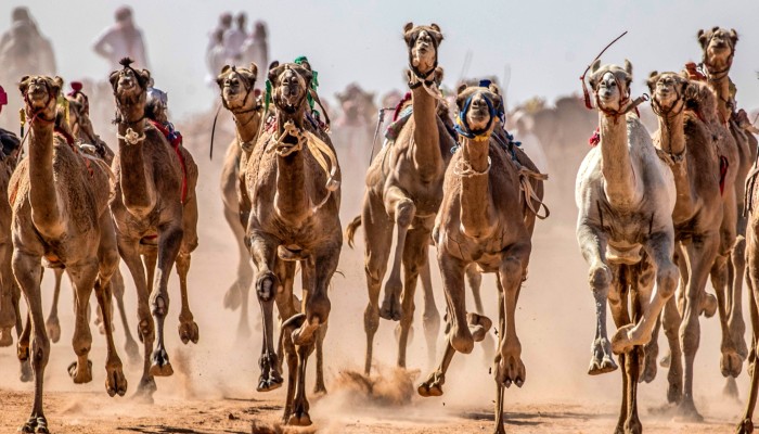 Camel Racing Betting Sites