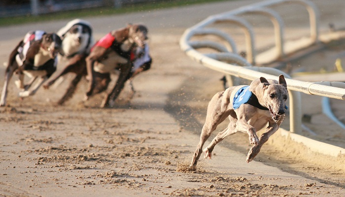Best Galgos Betting Sites
