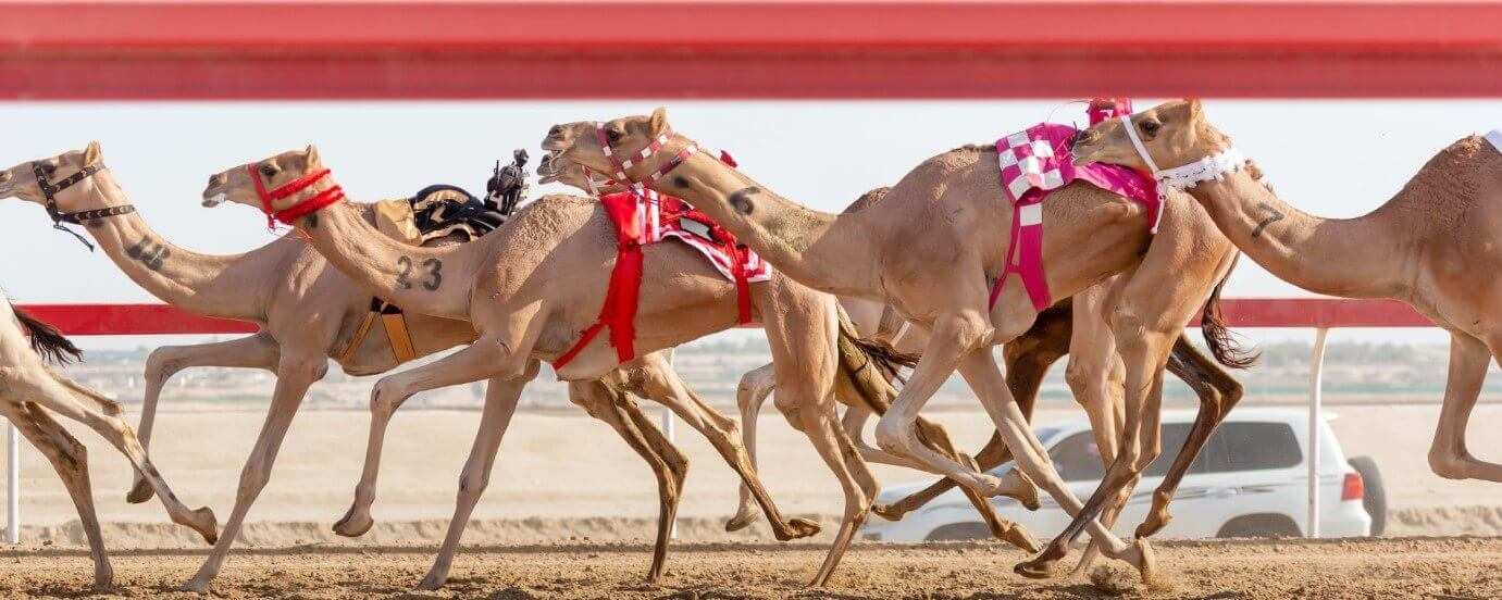 Camel racing betting
